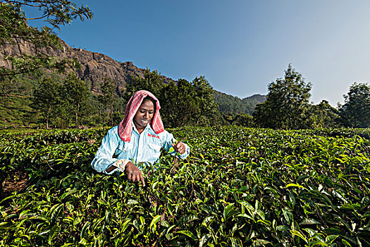 茶,挑选,茶叶,手,茶园,喀拉拉,西高止山,印度,亚洲