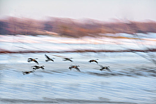 黑额黑雁,加拿大雁,飞行,上方,冰冻,湿地,西部,印地安那,大幅,尺寸