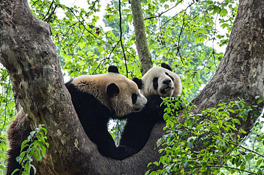 四川成都,熊猫基地憨态可掬的大熊猫