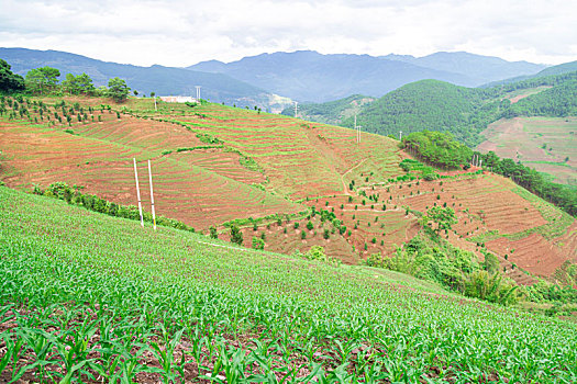 农村玉米地