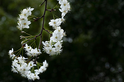 白色樱花春天盛开