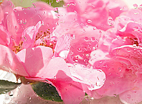 局部,特写,粉色,山茶,花,雨滴