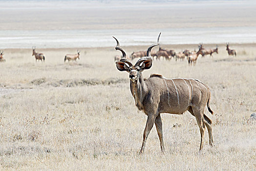 大捻角羚,漫游,牧场,埃托沙国家公园,纳米比亚,非洲