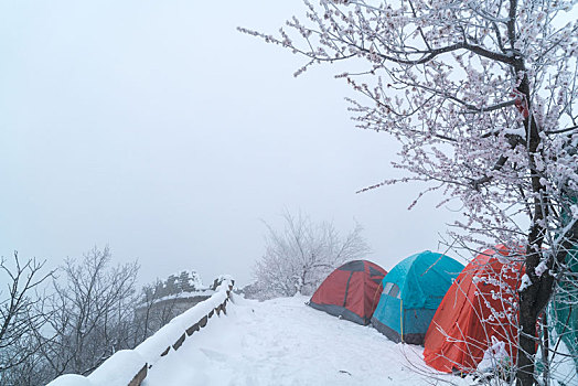 北京冰雪桃花