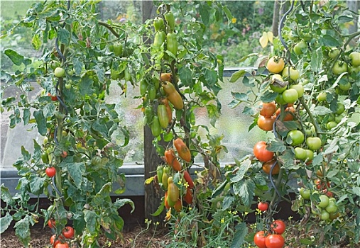 菜园,新鲜,西红柿