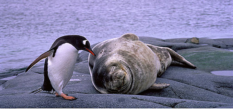 威德尔海豹,巴布亚企鹅,港口,南极