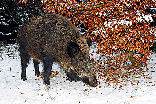 雌性,野猪,母猪,觅食,冬天,积雪,树林