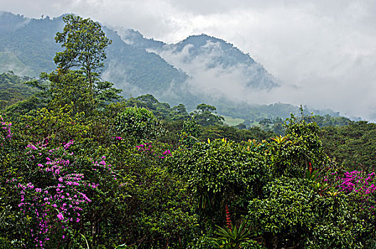 雾林,安第斯山,厄瓜多尔
