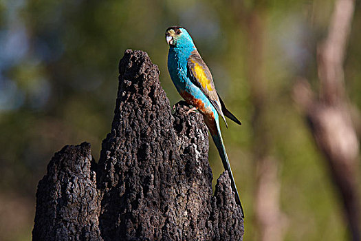 鹦鹉,蚁丘,窝,约克角,昆士兰,澳大利亚
