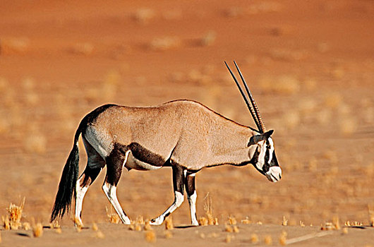 南非大羚羊,索苏维来地区,纳米布沙漠,海岸,国家公园,纳米比亚,非洲