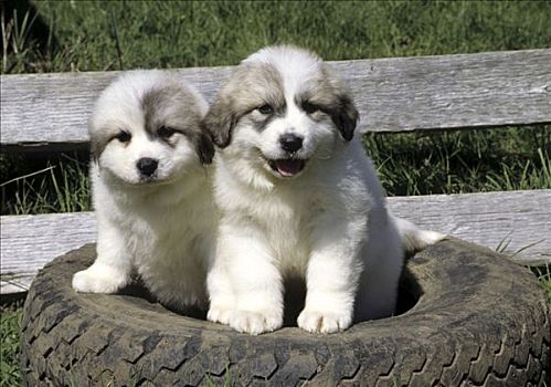 两个,小狗,坐,轮胎
