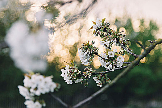 花,樱桃树,春天,太阳