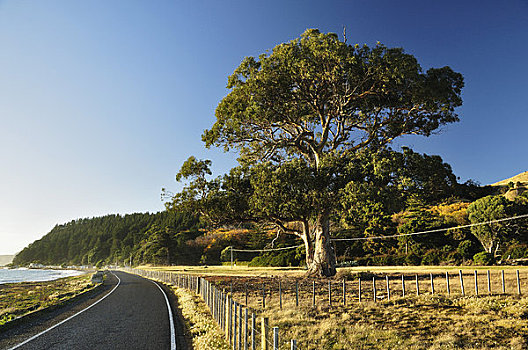 克利夫顿,道路,岬角,霍克斯湾,北岛,新西兰