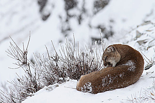 美洲狮,野生,女性,冰川国家公园,蒙大拿
