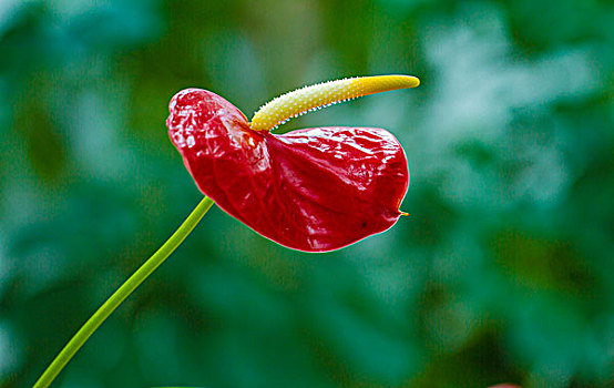 红顶花