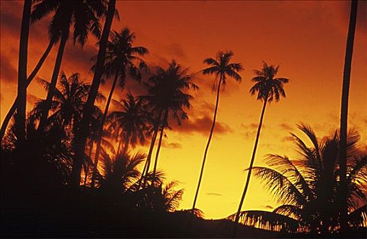 剪影,椰树,黄昏,夏威夷,美国