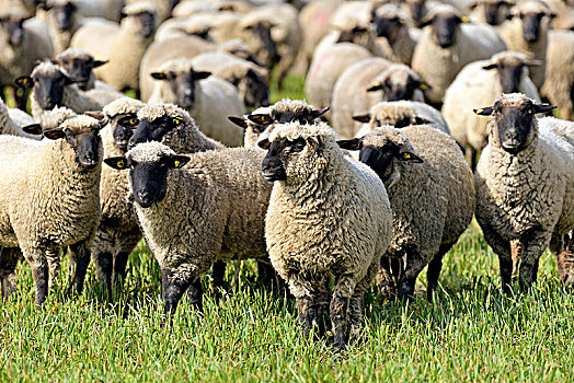 家羊,绵羊,牧群,草场,北莱茵威斯特伐利亚,德国,欧洲