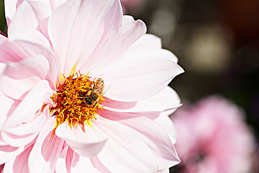蜜蜂,粉色,大丽花