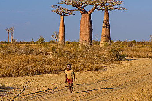 马达加斯加穆龙达瓦morondava猴面包树baobab