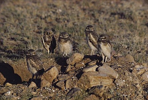 穴鸮,五个,成年,洞穴,奇瓦瓦沙漠,墨西哥