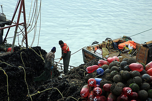 山东省日照市,海虹扇贝新鲜上岸,渔民熟练分拣加工满足餐桌需求