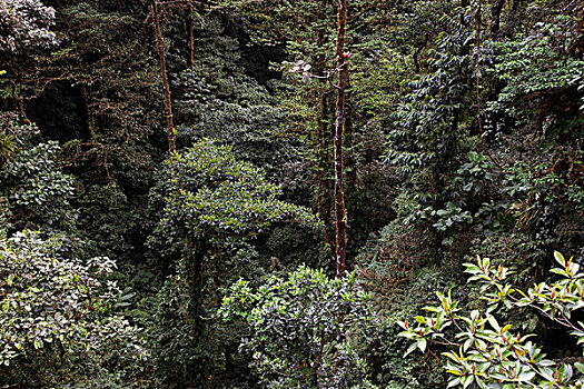 雾林,哥斯达黎加