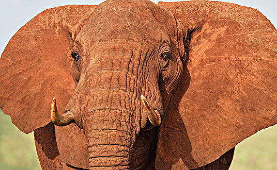 非洲象,色彩,红色,灰尘,头像,安伯塞利国家公园,肯尼亚,非洲