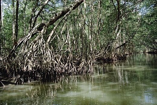 红树林,树林,河流,多米尼加共和国