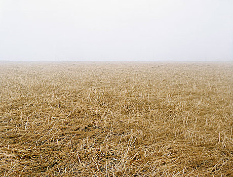 农业,雾