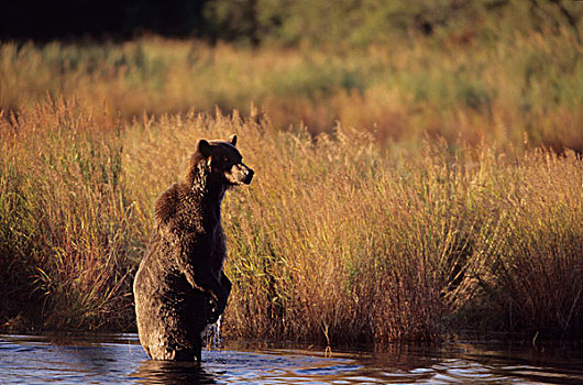 阿拉斯加,卡特麦国家公园,熊,捕鱼,河