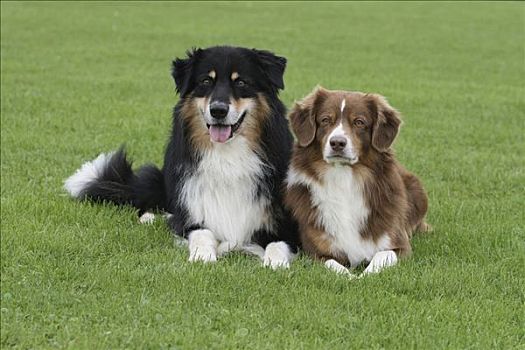 澳大利亚牧羊犬,卧,并排,草地