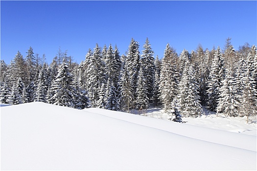 长白雪松