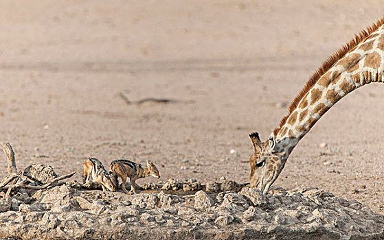 长颈鹿,黑背狐狼,喝,水坑,卡拉哈迪大羚羊国家公园,北开普,省,南非,非洲
