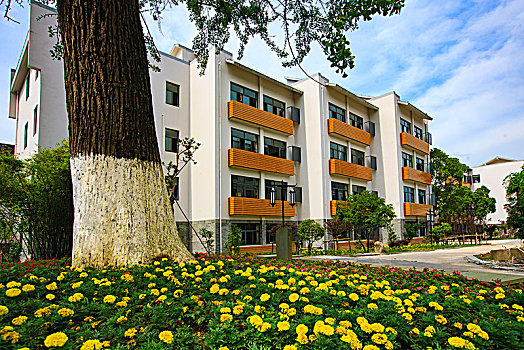 银杏,花,绿色,教学楼,建筑