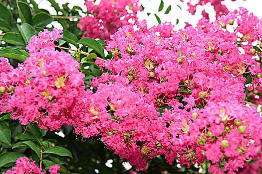 紫薇花花朵