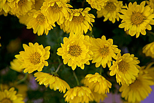 温室内盛开的黄色菊花