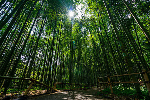 日本京都嵯峨野岚山竹林风光