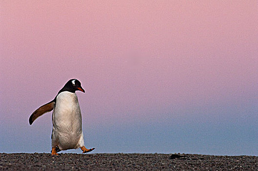 巴布亚企鹅,岛屿,福克兰群岛