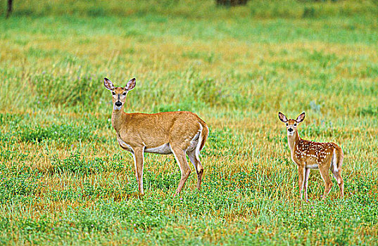 白尾鹿,母鹿,鹿,不列颠哥伦比亚省,加拿大