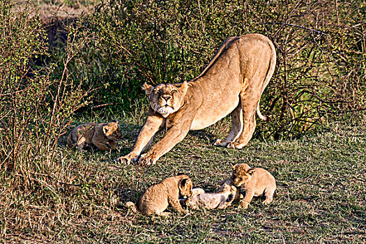雌狮,狮子,幼兽,马赛马拉,肯尼亚,非洲