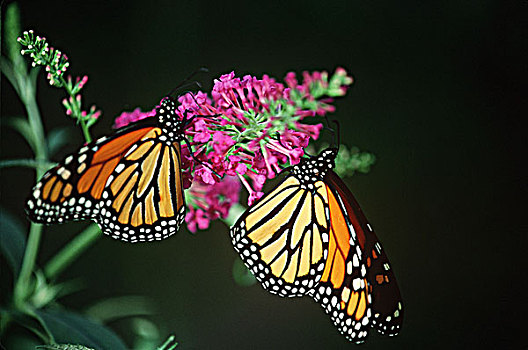 帝王蝶,不列颠哥伦比亚省,加拿大