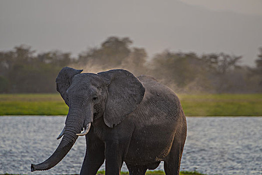 肯尼亚山国家公园非洲象群用沙浴降温