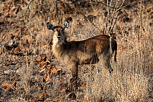 水羚,克鲁格国家公园,南非,非洲