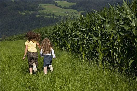 女孩,走,玉米田,北方,提洛尔,奥地利,欧洲