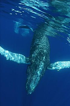 驼背鲸,大翅鲸属,鲸鱼,水下,太平洋