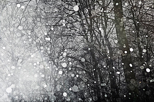 雪,落下,树林,瑞典