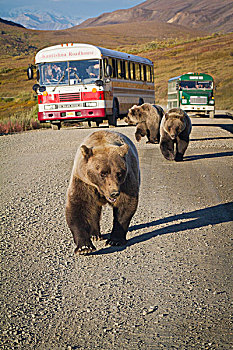 母熊,棕熊,走,公园,道路,巴士,停止,背景,德纳利国家公园和自然保护区,室内,阿拉斯加,秋天