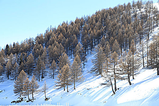 东天山雪韵