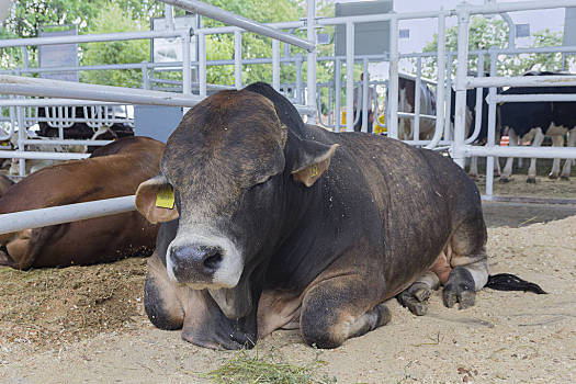 母牛,睡觉,厩,农场,农业