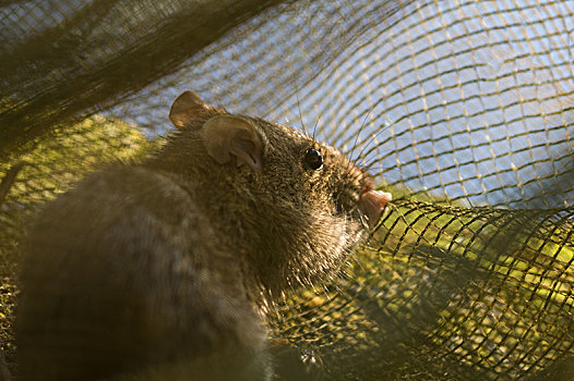 被困在渔网里的老鼠